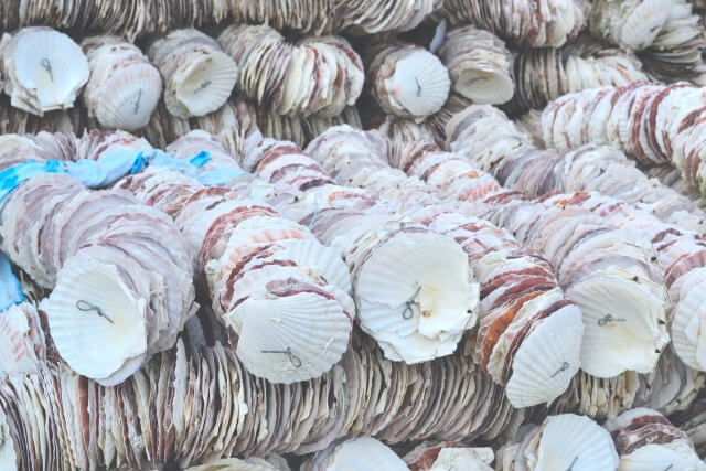 山積みのホタテの貝殻の写真